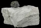 Wide, Enrolled Eldredgeops Trilobite Fossil - New York #164425-1